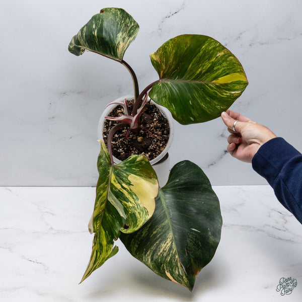 Philodendron 'White Knight' Aurea Variegated (wk34-W) *XL*