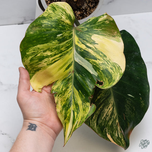 Philodendron 'White Knight' Aurea Variegated (wk34-W) *XL*