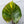 Philodendron 'White Knight' Aurea Variegated (wk34-W) *XL*