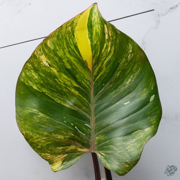 Philodendron 'White Knight' Aurea Variegated (wk34-W) *XL*