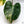 Philodendron 'White Knight' Aurea Variegated (wk34-W) *XL*