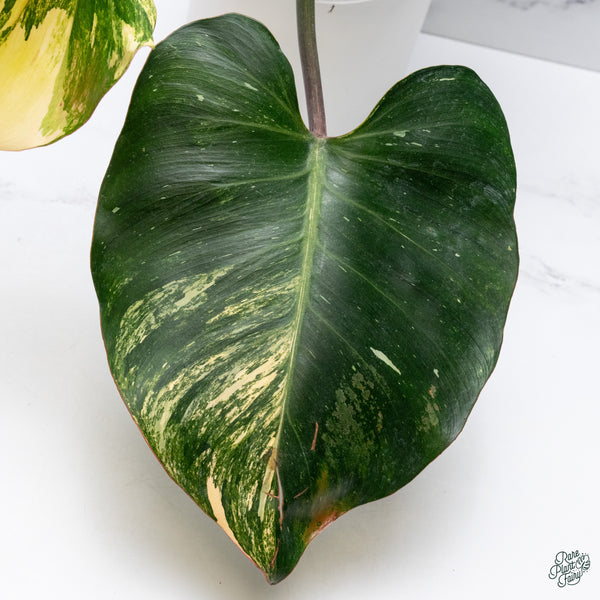 Philodendron 'White Knight' Aurea Variegated (wk34-W) *XL*