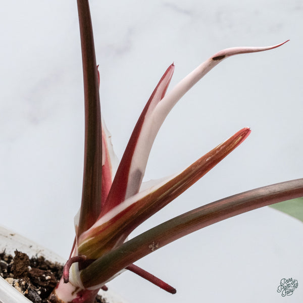 Philodendron 'White Knight' Aurea Variegated (wk34-W) *XL*