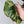 Philodendron 'White Knight' Aurea Variegated (wk34-W) *XL*