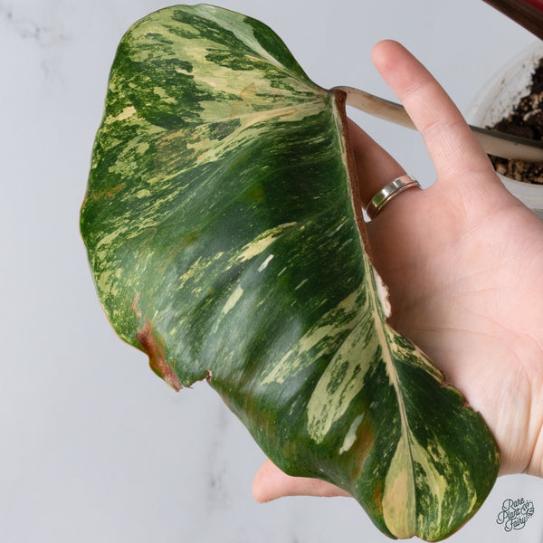 Philodendron 'White Knight' Aurea Variegated (wk34-W) *XL*