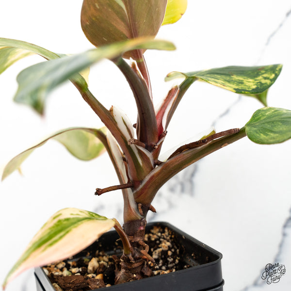 Philodendron Erubescens 'White Knight Aurea' (wk48-C)