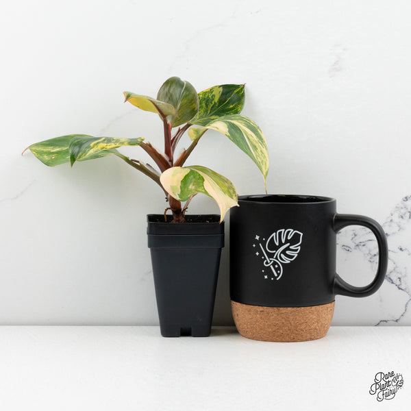 Philodendron Erubescens 'White Knight Aurea' (wk48-C)