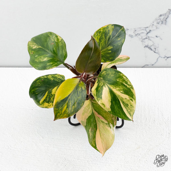 Philodendron Erubescens 'White Knight Aurea' (wk48-C)