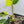 Philodendron Erubescens 'White Princess Aurea' (wk35-O)