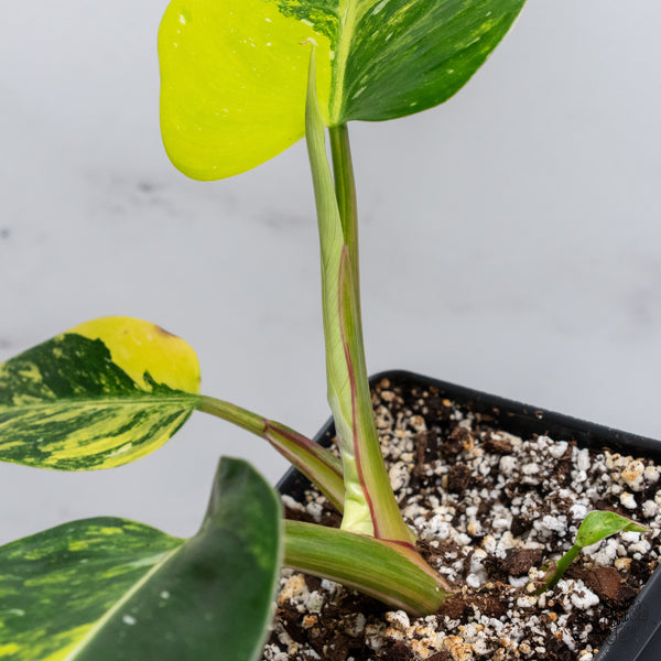 Philodendron Erubescens 'White Princess Aurea' (wk35-O)