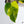 Philodendron Erubescens 'White Princess Aurea' (wk35-O)