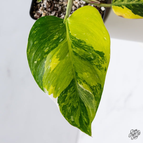 Philodendron Erubescens 'White Princess Aurea' (wk35-O)