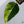 Philodendron Erubescens 'White Princess Aurea' (wk35-O)