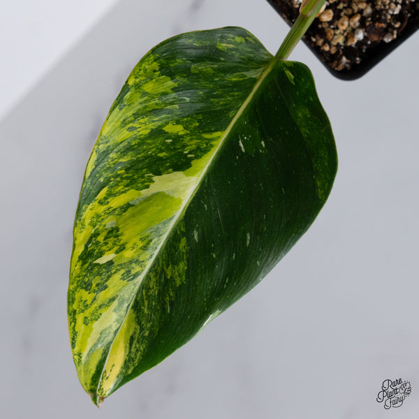 Philodendron Erubescens 'White Princess Aurea' (wk35-O)