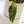 Philodendron Erubescens 'White Princess Aurea' (wk35-O)