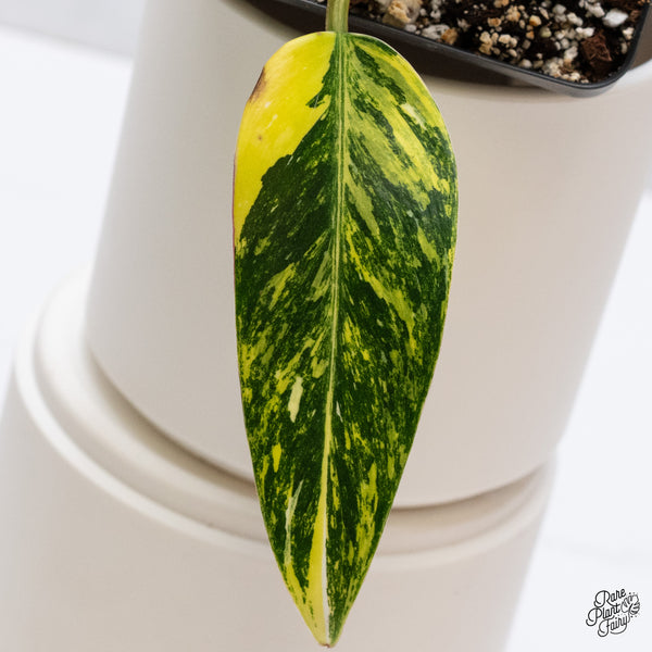 Philodendron Erubescens 'White Princess Aurea' (wk35-O)