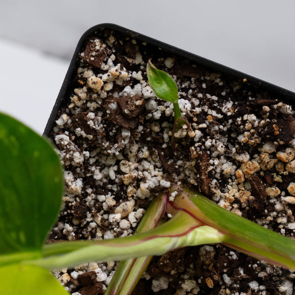 Philodendron Erubescens 'White Princess Aurea' (wk35-O)