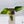 Philodendron Erubescens 'White Princess Aurea' (wk35-O)