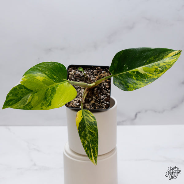 Philodendron Erubescens 'White Princess Aurea' (wk35-O)