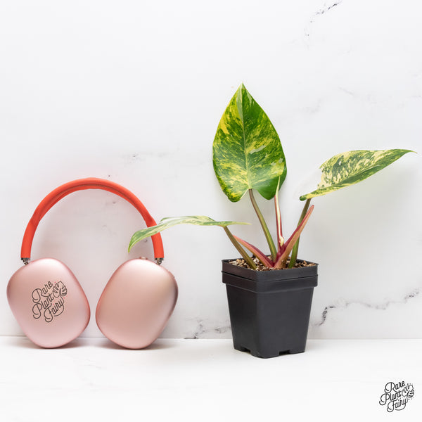 Philodendron Erubescens 'White Princess Aurea' (wk37-H)