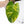 Philodendron Erubescens 'White Princess Aurea' (wk37-H)