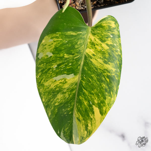 Philodendron Erubescens 'White Princess Aurea' (wk37-H)
