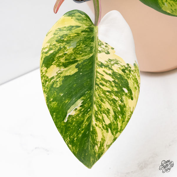 Philodendron Erubescens 'White Princess Aurea' (wk37-H)