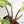 Philodendron Erubescens 'White Princess Aurea' (wk37-H)