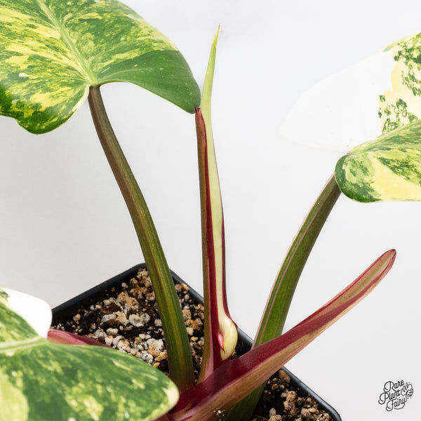 Philodendron Erubescens 'White Princess Aurea' (wk37-H)