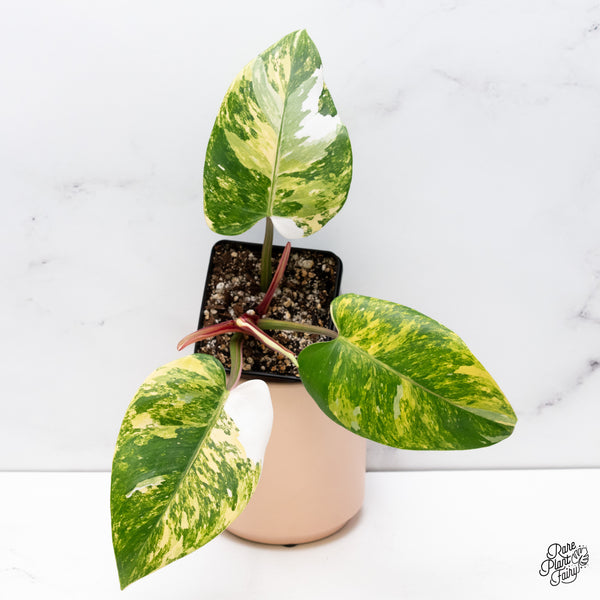 Philodendron Erubescens 'White Princess Aurea' (wk37-H)