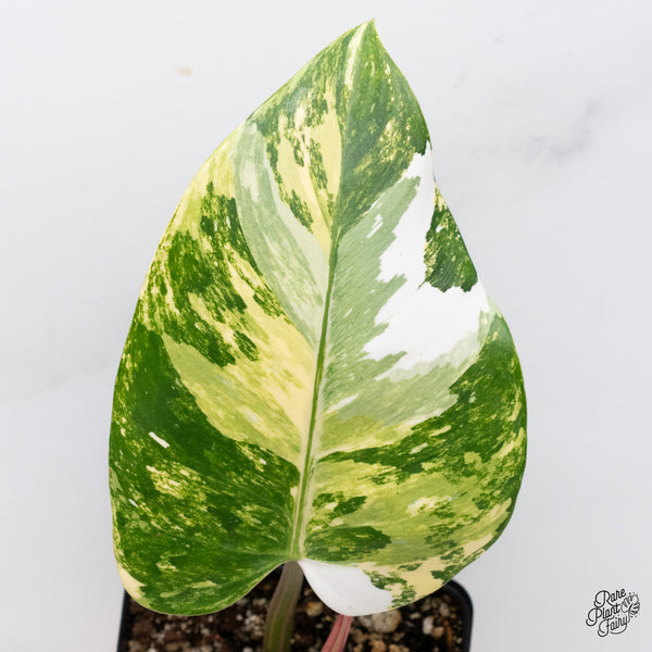 Philodendron Erubescens 'White Princess Aurea' (wk37-H)