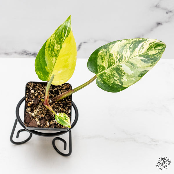 Philodendron Erubescens 'White Princess Aurea' (wk45-C)