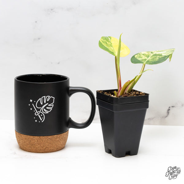 Philodendron Erubescens 'White Princess Aurea' (wk45-C)