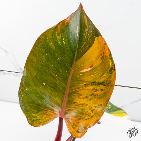 Philodendron Erubescens 'White Knight Aurea' (wk46-A)