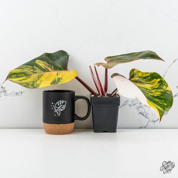 Philodendron Erubescens 'White Knight Aurea' (wk46-A)