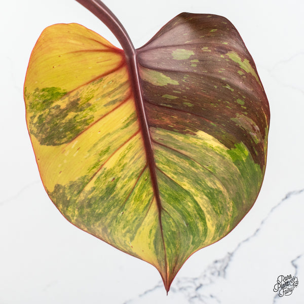 Philodendron Erubescens 'White Knight Aurea' (wk46-A)