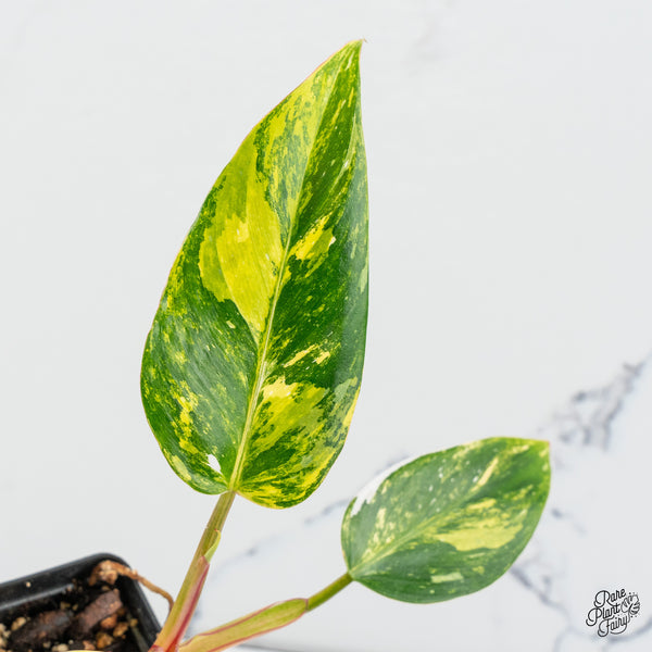 Philodendron Erubescens 'White Princess Aurea' (wk46-C)