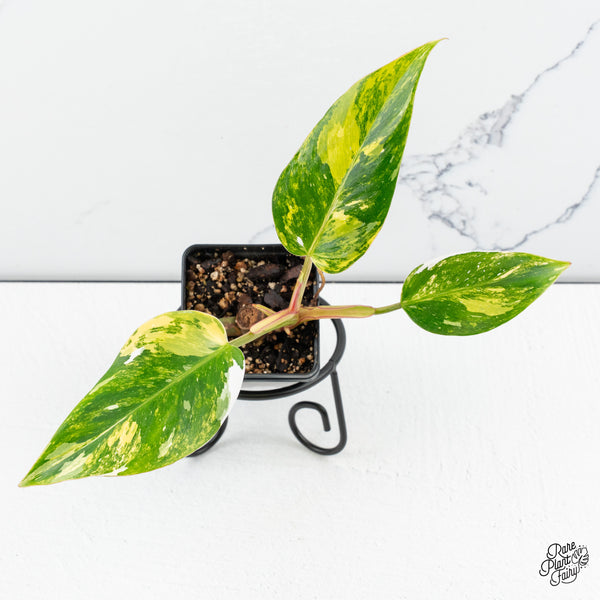 Philodendron Erubescens 'White Princess Aurea' (wk46-C)