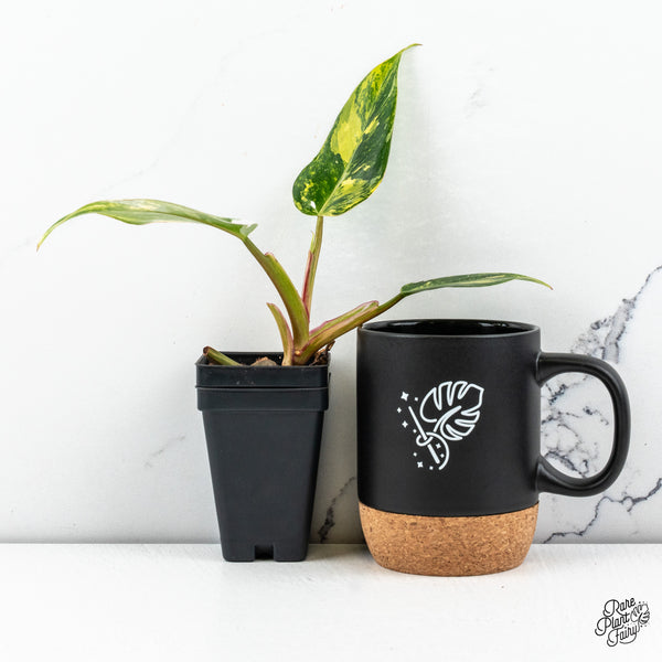 Philodendron Erubescens 'White Princess Aurea' (wk46-C)