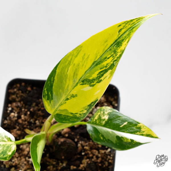 Philodendron Erubescens 'White Princess Aurea' (wk48-J)