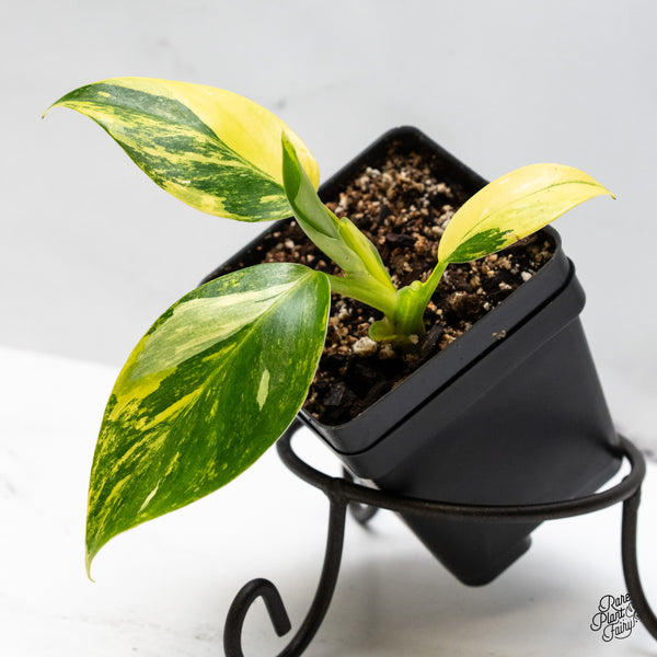 Philodendron Erubescens 'White Princess Aurea' (wk49-K)