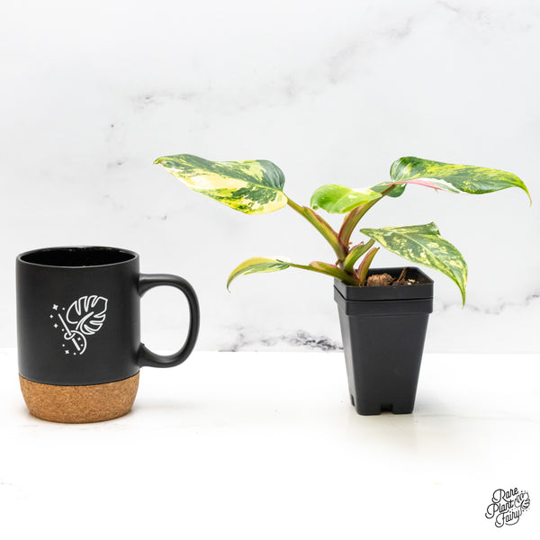 Philodendron Erubescens 'White Princess Aurea' with Pink (wk50-E)