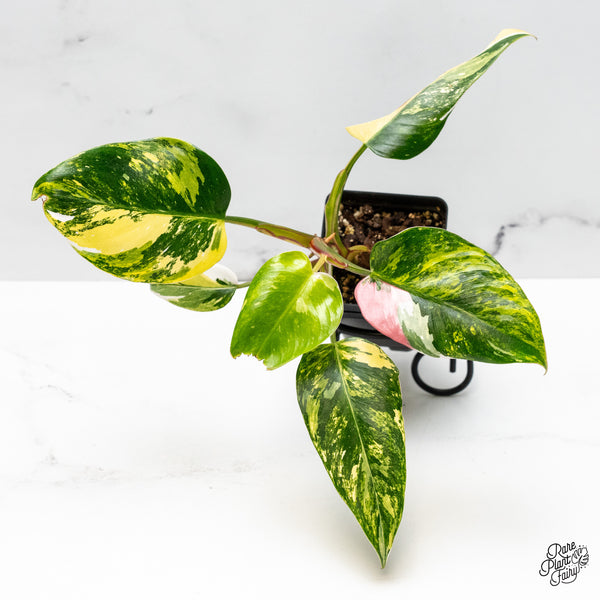 Philodendron Erubescens 'White Princess Aurea' with Pink (wk50-E)