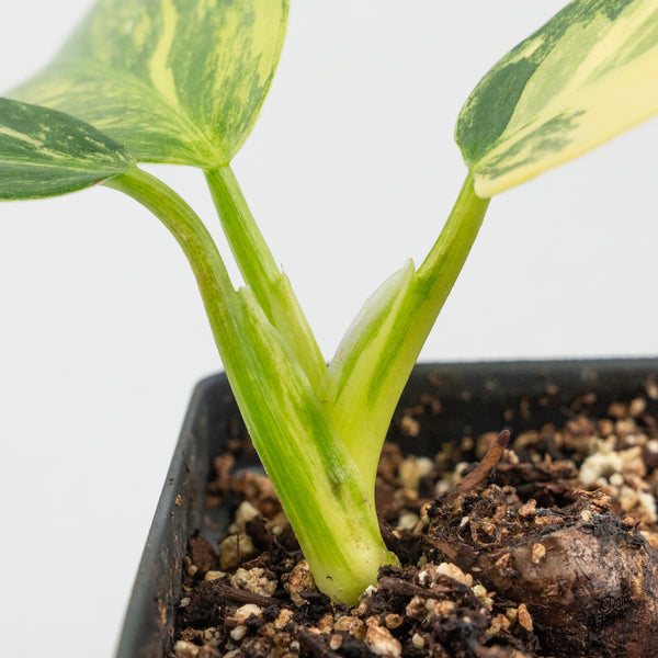Philodendron Erubescens 'White Princess Aurea' (wk50-L)