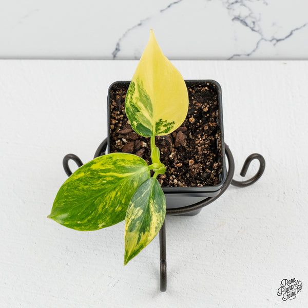 Philodendron Erubescens 'White Princess Aurea' (wk50-L)