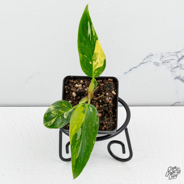 Philodendron Erubescens 'White Princess Aurea' (wk52-D)