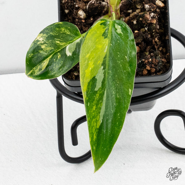 Philodendron Erubescens 'White Princess Aurea' (wk52-D)
