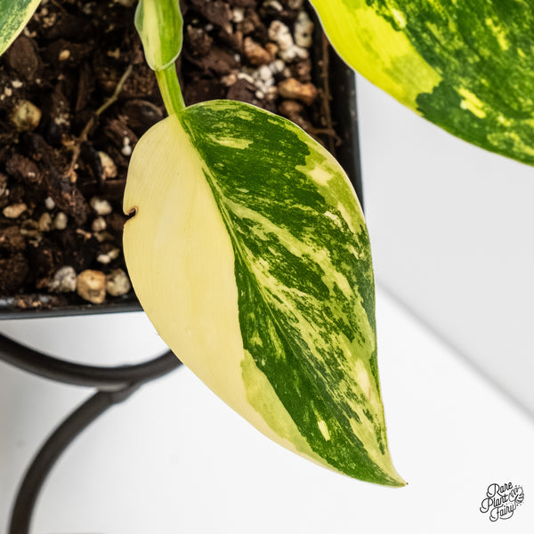 Philodendron Erubescens 'White Wizard Aurea' (wk5-J)