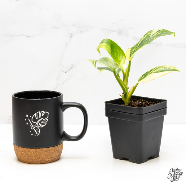 Philodendron Erubescens 'White Wizard Aurea' (wk5-J)