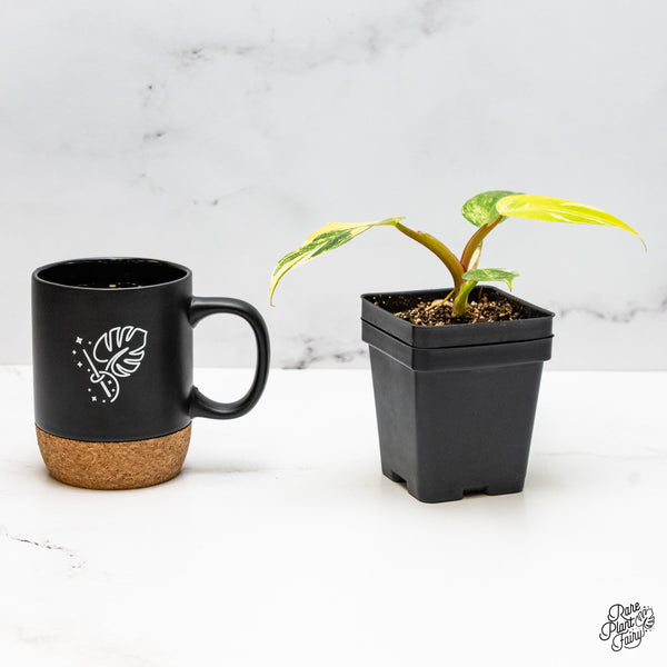 Philodendron Erubescens 'White Princess Aurea' (wk51-A)